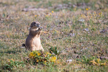 Prairie Dog, Wyoming