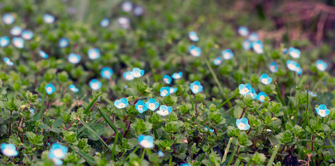 flowers in the grass