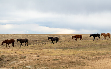 Fototapeta na wymiar Horses on Ranch, Colorado