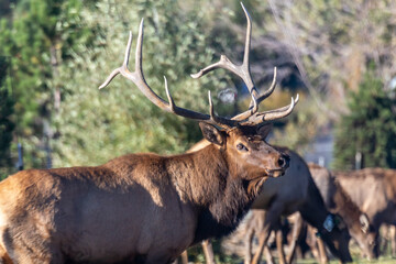Bull Elk, Estes Park, Rocky Mountain National Park