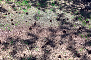 Fir tree cones and needles on the ground