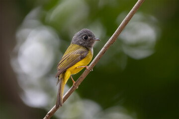 Grey-headed canary-flycatcher (Culicicapa ceylonensis), sometimes known as the grey-headed flycatcher, is a species of small flycatcher-like bird found in tropical Asia.	