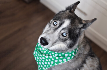 Portrait of husky dog wearing green St. Patrick's day bandana looking up 