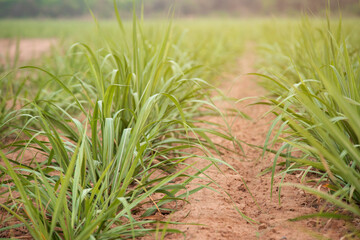 Row of sugarcane field in farmland