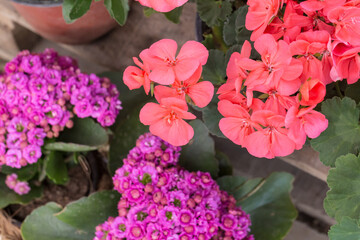 Outdoor geranium red flowers and green leaves，Pelargonium hortorum