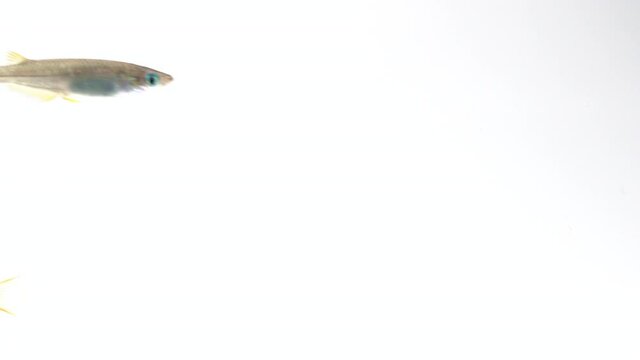 Japanese killifish swimming in a tank with a white background
