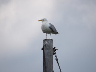 Seagull