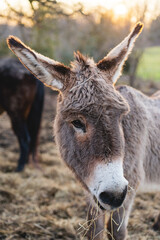 Donkey