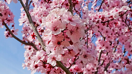 árbol flor de cerezo primavera blanco y rosa