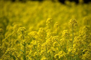 春　一面の黄色い菜の花