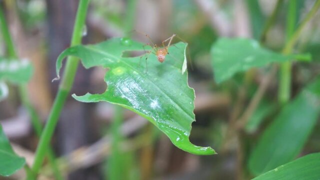 A spider on a leaf is emitting poison as a form of self-defense against predators