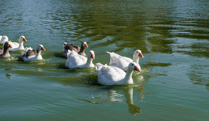 geese flocking on the river. Anse. domestic