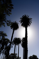 view from below of palm trees against the light