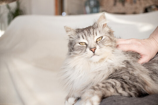 A happy gray fluffy cat who likes to be stroked by human hands. High quality photo