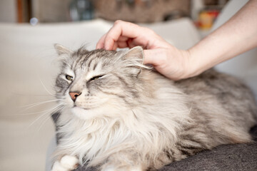 A happy gray fluffy cat who likes to be stroked by human hands. High quality photo