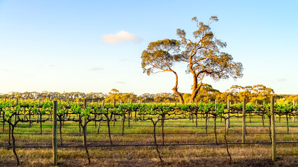 Gumtree with a vineyard at sunset, McLaren Vale, South Australia