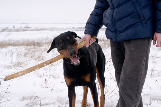 The guy plays with the Doberman dog in the winter in the snow
