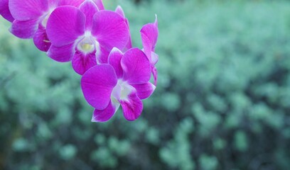 purple crocus flowers