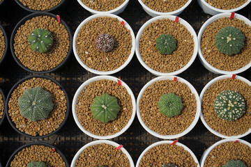 Astrophytum cacti in the planting pots - 419756137