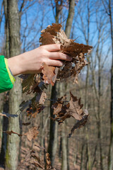 Boy's Hand throwing brown autumn leaves  up in the air. Trees in the background.
