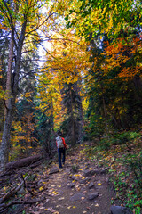 Obraz premium Autumn forest with bright colors of autumn and yellow and red foliage and a middle-aged man with a backpack walking through the forest.
