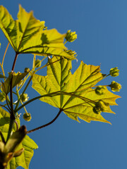 Green leaves of a maple tree against the blue sky on a sunny day. Maple tree leaf. Selective focus. 
