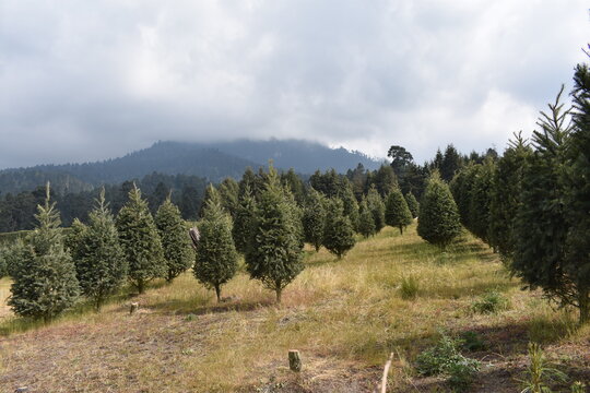 Bosque de pinos
