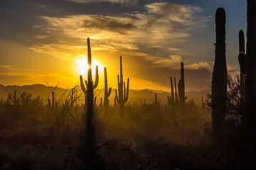Saguaro Cactus with starburst and golden sunset skies,  Arizona