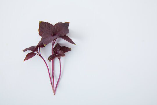 マイクロハーブ　紫蘇パープル Micro herb