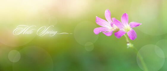 Spring Background with 