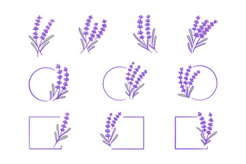 lavender plant hand drawn illustration set © Irdat