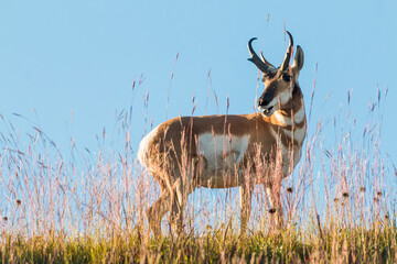 The pronghorn, the fastest mammal in North America. Taken in yhe grasslands of Badlands national...