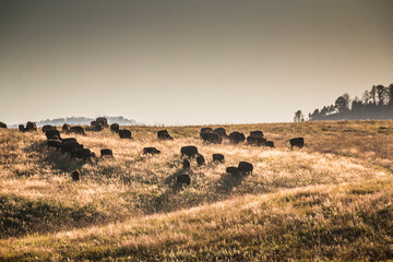 herd of bison in Custer State Park in South Dakota. © Nathaniel Gonzales