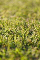 Spring and nature background concept, Closeup selective focus green grass field with blurred park and sunlight.