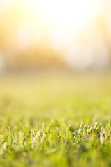 Spring and nature background concept, Closeup selective focus green grass field with blurred park and sunlight.