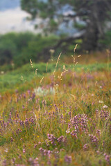 Forbs on a summer meadow. A field with purple wild flowers, green grass and golden reeds. Wild vegetation on the slope of Mount Ai-Petri in Crimea.