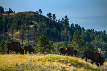 herd of bison in Custer State Park in South Dakota, USA © Nathaniel Gonzales