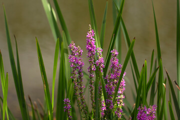 Wild pink numerous flowers of loosestrife in green grass illuminated by the rays of the evening sun close-up. Loosestones blooming with purple flowers.