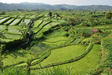 Cascade rice fields of uneven shapes divided by narrow footpaths and irrigation forming fresh green countryside of Bali.