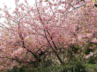河津桜
