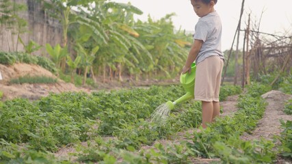 Naklejka na ściany i meble Asian little child boy preschool growing to learn watering the plant tree outside. Kid planting and waters vegetables on garden, Forestry environments concept. Slow motion from 60fps