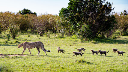 Naklejka na ściany i meble cheetah mother with 7 cubs