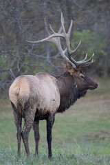 Bull Elk in Field
