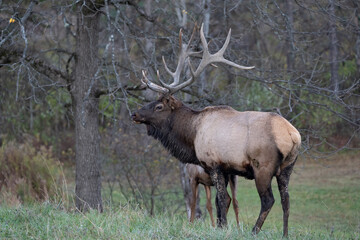 Naklejka na ściany i meble Bull Elk in Field