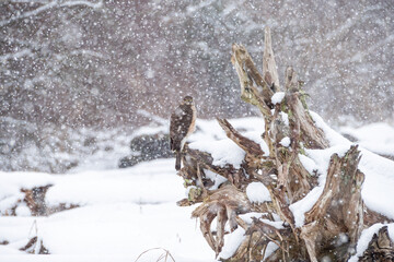 one sharp-finned hawk resting on the snow-covered fell tree trunk in the open field during the snow
