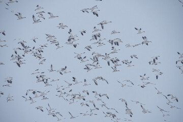 a huge flock of snow geese flew over the overcast sky 