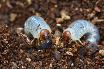 Close up view Grub worms on the ground . Larvae of golden stage beetle