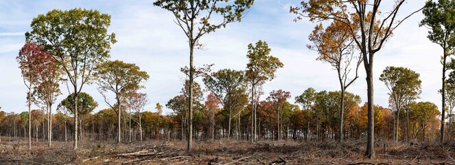 Obraz premium Logging Industry at Work