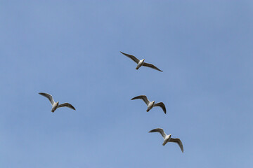 a group of four seagulls flew over head under blue sky