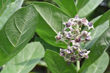 Calotropis gigantea flower blooming in the plantation 